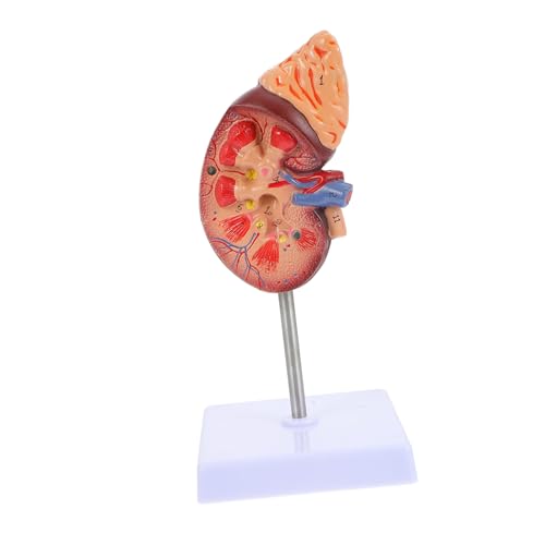 JOINPAYA Nierenmodell Anatomie Menschliche Organbiologie Demonstrationsmodell Studienrequisite Für Die Schule von JOINPAYA