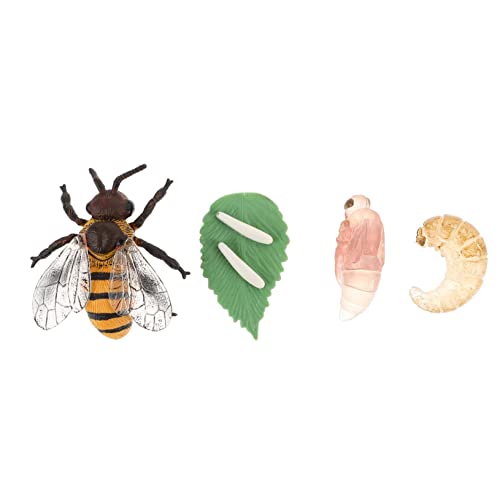 JOINPAYA Honigbienen-wachstumsmodell-bausatz – Bienen-lernspielzeug Für Kinder – Streichspielzeug von JOINPAYA
