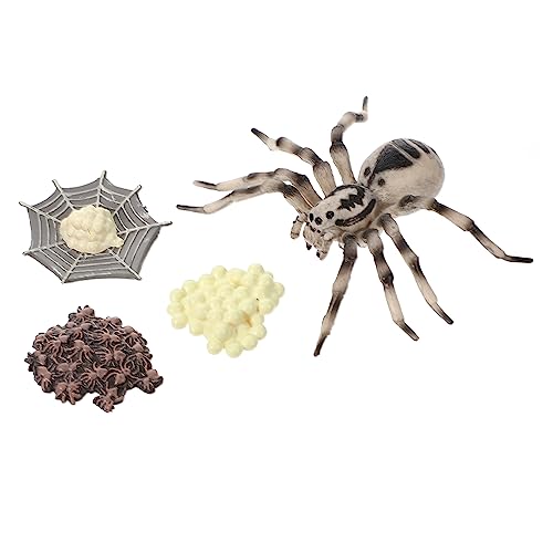 JOINPAYA 1Satz Tarantula Lebenszyklus Modell Realistisches Insektenwachstum Display Ornament für Lernspielzeug Wissenschaft und Fantasie Hochwertiges und Sicheres von JOINPAYA