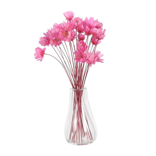 JOINPAYA 2 Stück Miniatur -vase -Ornamente Dollhouse Getrocknetes Blumen Mini Dollhouse Topfblumen Pflanzen Miniatur-topfpflanzen Kleine Künstlich Getrocknete Pflanzen Knospenvase Glas Rosa von JOINPAYA