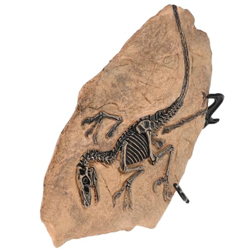 JOINPAYA Dinosaurier Fossil Modell Detailgetreue Nachbildung Pädagogisches für Dekoratives Sammlerstück für Zuhause und Geologieunterricht für Kleine von JOINPAYA