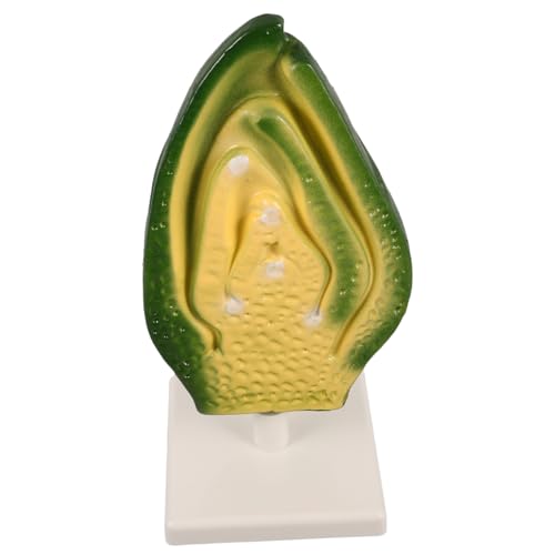 JOINPAYA Pflanzenembryo Modell für Biologieunterricht Modell der Pflanzenzellanatomie Lehrmittel für Klassenräume und Wissenschaftliche Ausstellungen für Lernumgebungen JOINPAYA Pflanzenembryo Modell für Biologieunterricht Modell der Pflanzenzellanatomie Lehrmittel für Klassenräume und Wissenschaftliche Ausstellungen für Lernumgebungen von JOINPAYA