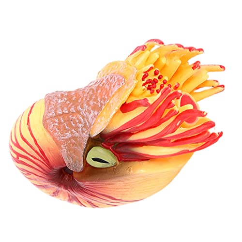 JOINPAYA Simuliertes Nautilus Modell Tier Lernspielzeug Realistische Details für Aquarien Dekoration Umweltbewusstsein Naturgeschichte JOINPAYA Simuliertes Nautilus Modell Tier Lernspielzeug Realistische Details für Aquarien Dekoration Umweltbewusstsein Naturgeschichte von JOINPAYA