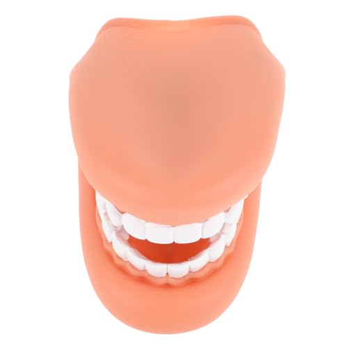 JOINPAYA Standard Zahnmodell für Unterricht Dentalmodell mit Abnehmbaren Zähnen für Zahnhygiene Schulungen und Kommunikation Patient Langlebig JOINPAYA Standard Zahnmodell für Unterricht Dentalmodell mit Abnehmbaren Zähnen für Zahnhygiene Schulungen und Kommunikation Patient Langlebig von JOINPAYA