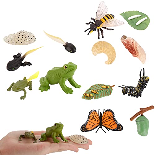 JOKFEICE 13 Stück Insekten Spielzeug Lebenszyklus von Schmetterling, Kunststoff Honigbiene & Frosch Bug Figuren Spielzeug, frühes pädagogisches Spielzeug Wissenschaft Projekt von JOKFEICE