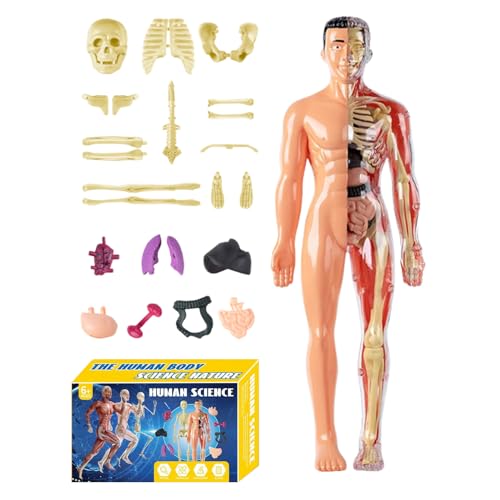 3D Anatomie Modell für Kinder, menschliches anatomisches Brustmodell, Lernspielzeug zum Zusammenbauen für Lehrer Wissenschaft Schüler Homeschool Zuhause Schule Mädchen 3D Anatomie Modell für Kinder, menschliches anatomisches Brustmodell, Lernspielzeug zum Zusammenbauen für Lehrer Wissenschaft Schüler Homeschool Zuhause Schule Mädchen von JPSDOWS