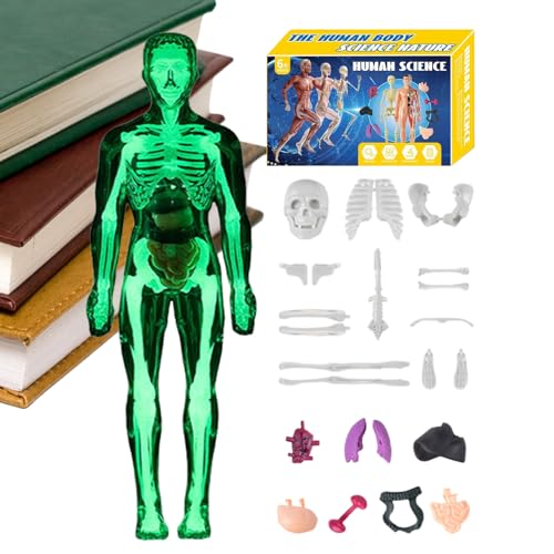 Modell des menschlichen Körpers 3D, Modell menschliches Skelett Spielzeug | Anatomisches Lernspielzeug für Schüler Lehrer Homeschool Kunst Wissenschaft Mädchen Klassenzimmer Modell des menschlichen Körpers 3D, Modell menschliches Skelett Spielzeug | Anatomisches Lernspielzeug für Schüler Lehrer Homeschool Kunst Wissenschaft Mädchen Klassenzimmer von JPSDOWS