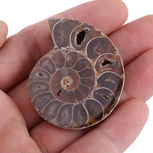 Ammonit Fossil Exemplar Muschel Madagaskar Steine und Mineralien, 2 Stück (Durchmesser 4 cm) von JTLB