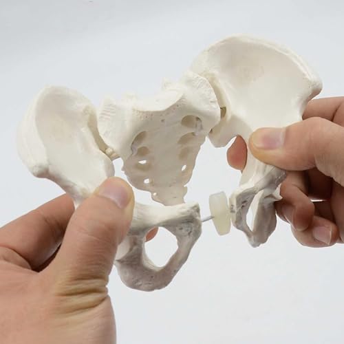 1 Stück Mini-Beckenmodell-Skelett – Lehrmittel zur Anatomie der beweglichen Hüfte und des Beckenknochens for die Ausbildung im Gesundheitswesen 1 Stück Mini-Beckenmodell-Skelett – Lehrmittel zur Anatomie der beweglichen Hüfte und des Beckenknochens for die Ausbildung im Gesundheitswesen von JUJUJ