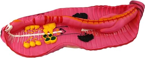 1-teiliges Regenwurm-Anatomiemodell – Biologisches Lehrmittel for das Anatomiestudium im Gesundheitswesen und for Demonstrationen im Klassenzimmer 1-teiliges Regenwurm-Anatomiemodell – Biologisches Lehrmittel for das Anatomiestudium im Gesundheitswesen und for Demonstrationen im Klassenzimmer von JUJUJ