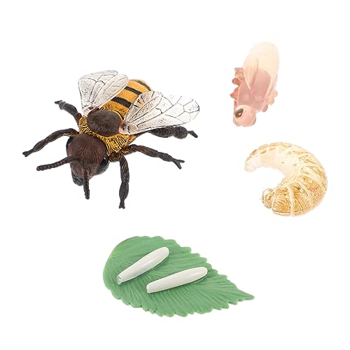 JUMPLAWN 1Satz Bienenwachstumsmodell Lernspielzeug Für Simulation des Lebenszyklus Von Bienen Pädagogisches Für Schule Und Zuhause Insektenmodell Kreatives von JUMPLAWN