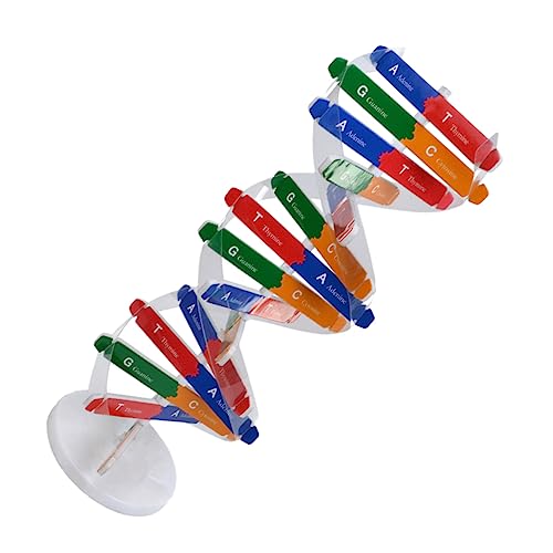 JUMPLAWN 1Satz DNA Modell Bausatz Doppelhelix DNA Selbstmontage für Wissenschaftliche Bildung Geeignet für Schule und Physiologie Unterricht Lehrreiche Experimente für Schüler JUMPLAWN 1Satz DNA Modell Bausatz Doppelhelix DNA Selbstmontage für Wissenschaftliche Bildung Geeignet für Schule und Physiologie Unterricht Lehrreiche Experimente für Schüler von JUMPLAWN