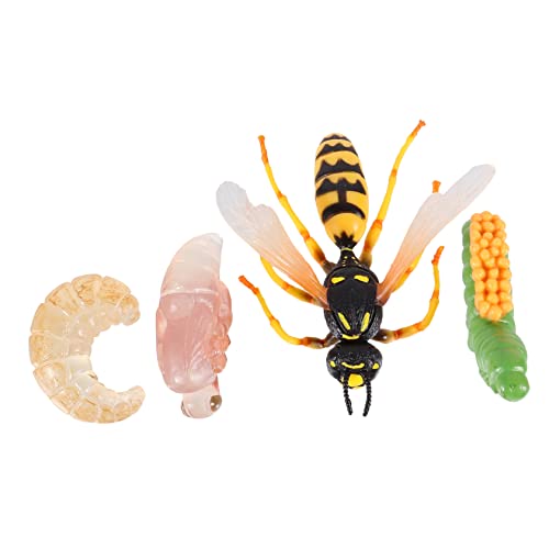 JUMPLAWN 1Satz Insektenwachstumsmodell Teiliges Realistisches Wespen für Kognitives Lernspielzeug zur Erforschung des Lebenszyklus von Insekten Detailreiche Simulationsfiguren von JUMPLAWN