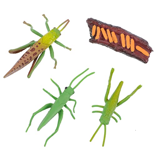 JUMPLAWN 1Satz Kreative Cricket Figuren Realistische Insektenmodelle Für Frühe Bildung Wachstumsstufen Einzigartige Gartendekoration Aufmerksamkeit Und Vision von JUMPLAWN