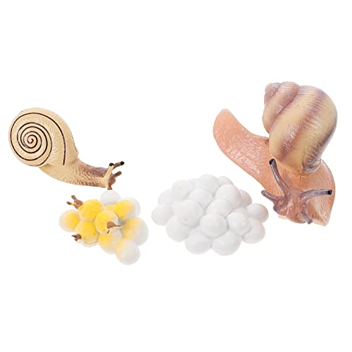 JUMPLAWN 1Satz Snail Wachstumszyklus Dekoration Modellspielzeug für Pädagogisches Lernspielzeug zur Kognitiver Fähigkeiten für Zuhause von JUMPLAWN