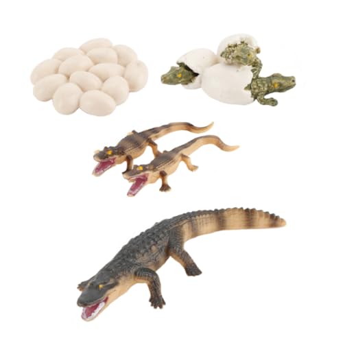 JUMPLAWN 1Satz Wachstumsmodell Für Pädagogisches Zur des Lernens Über Krokodile Und Lebenszyklus Für Vorschulkinder JUMPLAWN 1Satz Wachstumsmodell Für Pädagogisches Zur des Lernens Über Krokodile Und Lebenszyklus Für Vorschulkinder von JUMPLAWN