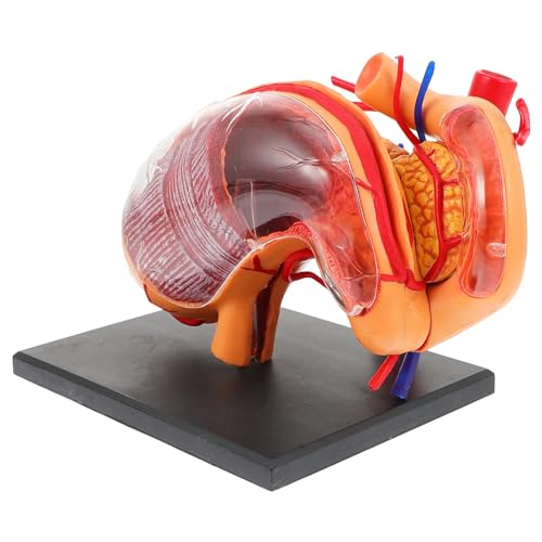 JUMPLAWN 1Stück Anatomisches Modell Des Menschlichen aus Magenmodell für Unterricht Physiologie und für und Medizinische Einrichtungen JUMPLAWN 1Stück Anatomisches Modell Des Menschlichen aus Magenmodell für Unterricht Physiologie und für und Medizinische Einrichtungen von JUMPLAWN