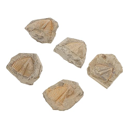 JUMPLAWN 5 Stück Teiliges Fossilien Realistische Natürliche Trilobitenfossilien in Verschiedenen Formen Dekoratives Lehrmaterial für Paläontologie Fans und Sammler als und Studienobjekt JUMPLAWN 5 Stück Teiliges Fossilien Realistische Natürliche Trilobitenfossilien in Verschiedenen Formen Dekoratives Lehrmaterial für Paläontologie Fans und Sammler als und Studienobjekt von JUMPLAWN