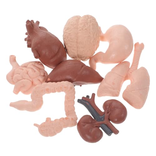 JUMPLAWN 8Stücke Teiliges Menschliches Organmodell für Anatomieunterricht Realistische Lehrrequisiten für Medizinstudierende Einfach zu Transportieren Langlebig von JUMPLAWN