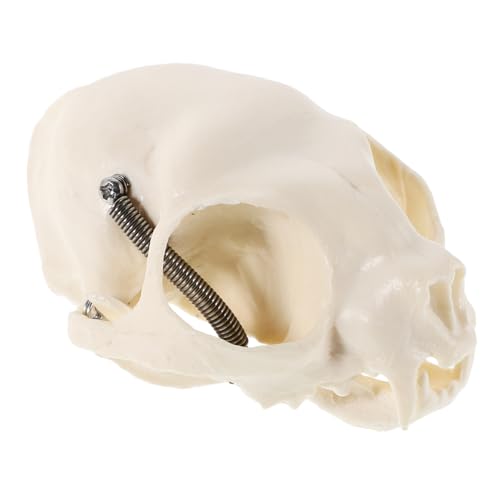 JUMPLAWN Cat Skull Anatomical Model Realistisches Katzen Schädelmodell für Anatomielehre Halloween Dekoration Aquarien Design Detailreiche Sammlerstücke aus Robustem Material von JUMPLAWN