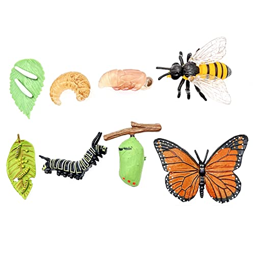 JZK 2 Sätze von Lebenszyklusphasen Figuren Einer Biene und eines Schmetterlings, Bienenlebenszyklus, Schmetterlingslebenszyklusmodelle, Insektenlebenszyklusspielzeug, Tierlebenszyklen-Set von JZK