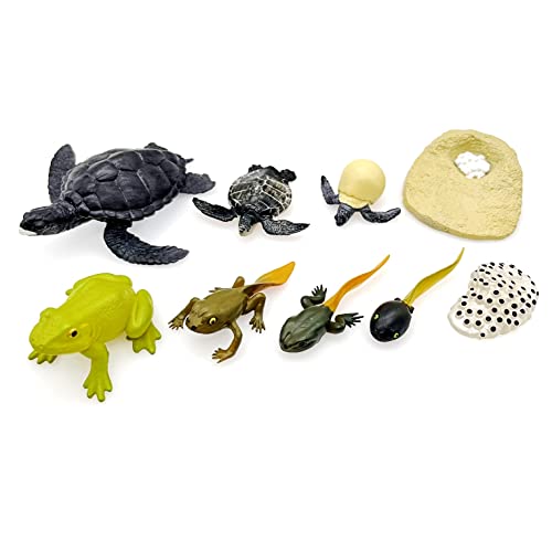 JZK 2 Sets Frosch Schildkröten Lebenszyklus Stufen Figuren Modelle, Frosch Lebenszyklus, Meeresschildkröten Lebenszyklus Modelle, Tier Lebenszyklus Spielzeug, Kaulquappen Lebenszyklus von JZK