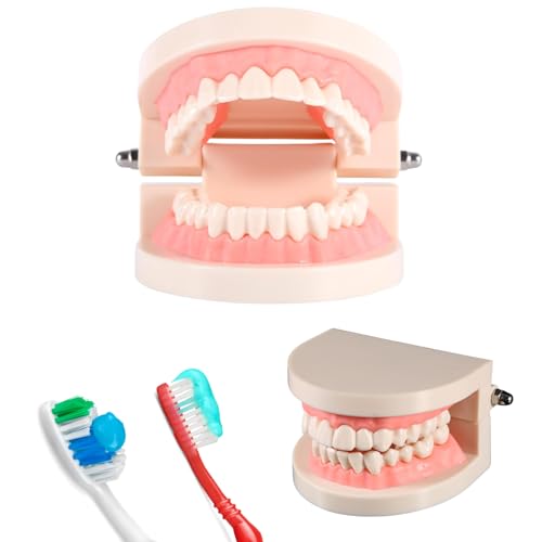 Jadeshay Zahnmodell - Dental Teaching Study Standardmodell Demonstration Teach Kinder Zähneputzen PVC 1pc von Jadeshay