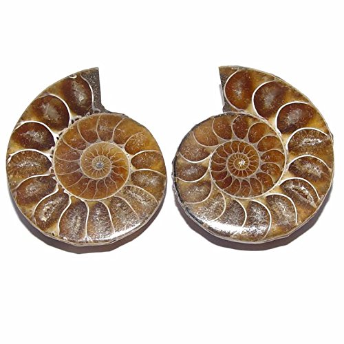 Janni-Shop-Mineralien Ammonit Paar Fossil aus Madagaskar je Hälfte ca.30-35mm Ø von Janni-Shop-Mineralien