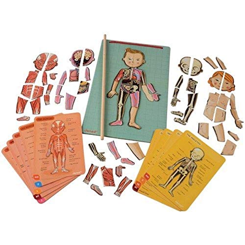 Janod Bodymagnet Educational Human Body Game - Anatomy, Organs, Skeleton, Muscles - 76 Magnetic Pieces - From 7 Years Old, 12 Languages, J05491 von Janod