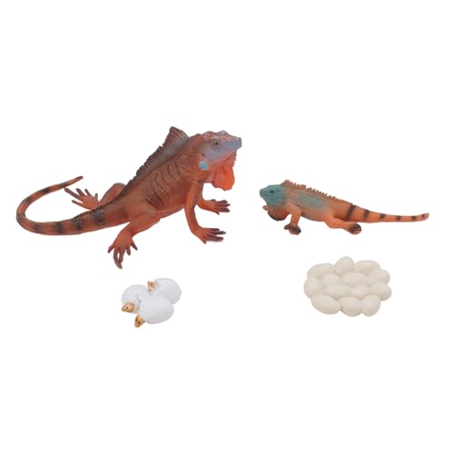 Jauarta Kunststoff -Leguanwachstumslebensmodell Lebensechter Leguan -Wachstumszyklus -Modellsatz, PVC -Materialspielzeug für Tierpersonen für Frühe Bildung, mit Eindringlicher von Jauarta