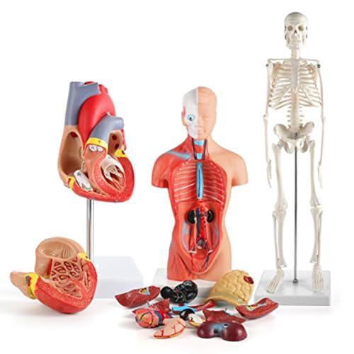 Jeanoko Humaner Körper Lehrt Anatomisches Modell Kit 26 cm Abnehmbarer Torso 45cm Skelettmodell mit PVC -Material für Medizinische Unterrichtsgesundheitskurse von Jeanoko