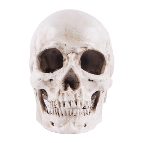 Jeorywoet Halloween realistischer Schädel anatomisches Skelett lebensgroße Replik menschliches Schädel Kopfknochenmodell, Halloween-Harzschädelfigur Jeorywoet Halloween realistischer Schädel anatomisches Skelett lebensgroße Replik menschliches Schädel Kopfknochenmodell, Halloween-Harzschädelfigur von Jeorywoet