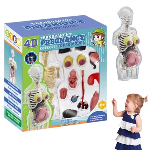 Menschliches Körpermodell, menschliches Körpermodell für Kinder 8, 5 Zoll entfernbarer schwangerer Frau Anatomie Plastik Frühes Lernen Spielzeug, Anatomie Menschliches Körpermodell, menschliches Körpermodell für Kinder 8, 5 Zoll entfernbarer schwangerer Frau Anatomie Plastik Frühes Lernen Spielzeug, Anatomie von Jeorywoet