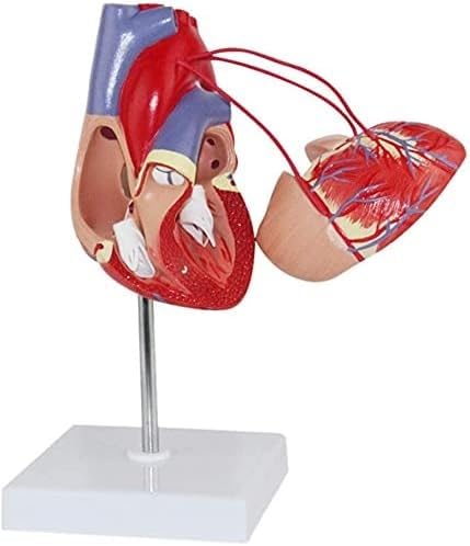 1 Stück 1:1 Lebensgroßes menschliches Herz-Bypass-Modell – anatomisches Lehrmittel for die Ausbildung im Gesundheitswesen von JigyHa