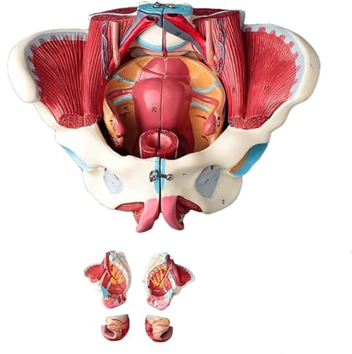 1 Stück 1:1 Lebensgroßes weibliches Beckenmodell mit Beckenbodenmuskulatur – anatomisches Lehrmittel zur Patientenaufklärung 1 Stück 1:1 Lebensgroßes weibliches Beckenmodell mit Beckenbodenmuskulatur – anatomisches Lehrmittel zur Patientenaufklärung von JigyHa