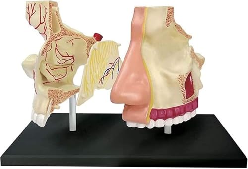1 Stück 4D-Modell der menschlichen Nasenhöhle – Lehrmittel for anatomische Anwendungen im Gesundheitswesen for das Studium und die Präsentation im naturwissenschaftlichen Unterricht 1 Stück 4D-Modell der menschlichen Nasenhöhle – Lehrmittel for anatomische Anwendungen im Gesundheitswesen for das Studium und die Präsentation im naturwissenschaftlichen Unterricht von JigyHa