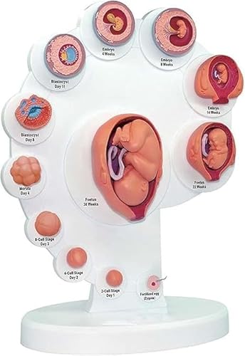 1 Stück 4D-Modell des fetalen Wachstumsprozesses – anatomisches Modell der menschlichen fetalen Entwicklung for den Unterricht im Gesundheitswesen 1 Stück 4D-Modell des fetalen Wachstumsprozesses – anatomisches Modell der menschlichen fetalen Entwicklung for den Unterricht im Gesundheitswesen von JigyHa