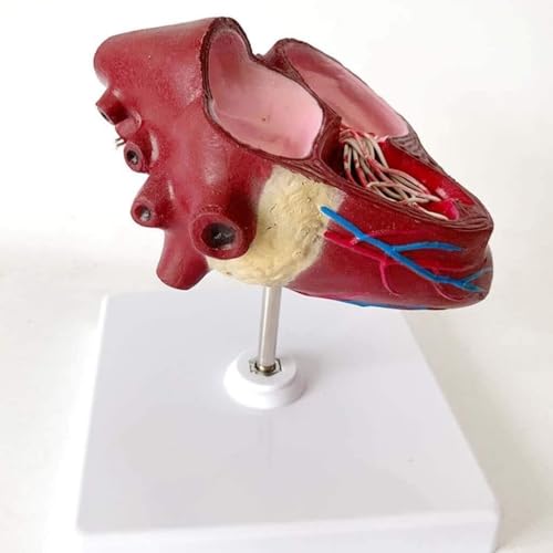 1 Stück Anatomisches Hundeherzmodell - Lehrmittel aus PVC for die Ausbildung im Veterinärbereich und im Gesundheitswesen 1 Stück Anatomisches Hundeherzmodell - Lehrmittel aus PVC for die Ausbildung im Veterinärbereich und im Gesundheitswesen von JigyHa
