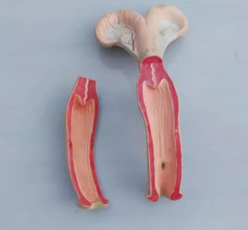 1 Stück Anatomisches Modell der Gebärmutter von Tieren for Hunde, Schweine, Kühe, Schafe und Pferde – Pädagogisches Modell des Fortpflanzungssystems(Cow) von JigyHa