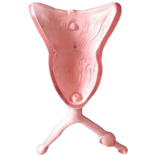 1 Stück Anatomisches Modell der Gebärmutter von Tieren for Hunde, Schweine, Kühe, Schafe und Pferde – Pädagogisches Modell des Fortpflanzungssystems(Dog) von JigyHa