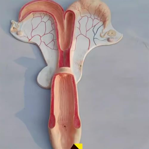 1 Stück Anatomisches Modell der Gebärmutter von Tieren for Hunde, Schweine, Kühe, Schafe und Pferde – Pädagogisches Modell des Fortpflanzungssystems(Horse) von JigyHa