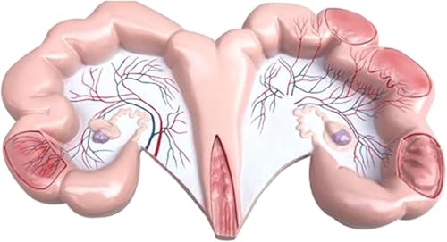 1 Stück Anatomisches Modell der Gebärmutter von Tieren for Hunde, Schweine, Kühe, Schafe und Pferde – Pädagogisches Modell des Fortpflanzungssystems(Pig) von JigyHa