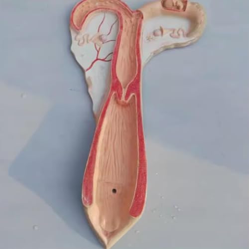 1 Stück Anatomisches Modell der Gebärmutter von Tieren for Hunde, Schweine, Kühe, Schafe und Pferde – Pädagogisches Modell des Fortpflanzungssystems(Sheep) von JigyHa