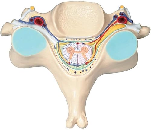 1 Stück Querschnittsmodell des menschlichen Rückenmarks – Anatomisches Wirbelmodell for Anwendungen im Gesundheitswesen, Bildungs- und Ausbildungshilfe 1 Stück Querschnittsmodell des menschlichen Rückenmarks – Anatomisches Wirbelmodell for Anwendungen im Gesundheitswesen, Bildungs- und Ausbildungshilfe von JigyHa