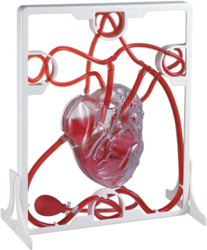 1 Stück anatomisches Herz-Blutkreislauf-Modell – 3D-Lehrmittel for Lehren und Lernen der Humanbiologie von JigyHa