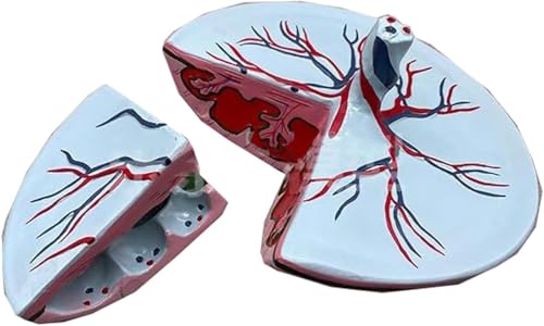 1 Stück lebensgroßes Modell der menschlichen Plazenta und Nabelschnur for Gesundheitsanwendungen, Bildung und Anatomie-Training 1 Stück lebensgroßes Modell der menschlichen Plazenta und Nabelschnur for Gesundheitsanwendungen, Bildung und Anatomie-Training von JigyHa