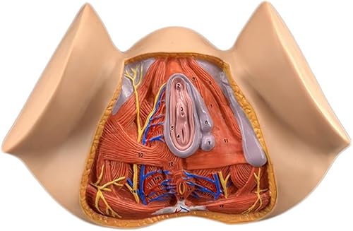 1 Stück lebensgroßes anatomisches Modell des weiblichen Perineums – farbenfrohes Lehrmittel for die gynäkologische Anatomie for die Ausbildung im Gesundheitswesen 1 Stück lebensgroßes anatomisches Modell des weiblichen Perineums – farbenfrohes Lehrmittel for die gynäkologische Anatomie for die Ausbildung im Gesundheitswesen von JigyHa