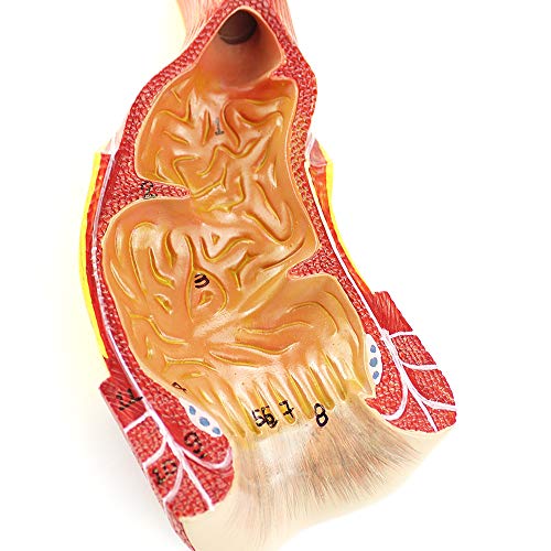 1 Stück menschliches Rektalmodell – anatomisches Lehrmodell, anorektales PVC-Modell im Maßstab 1:1 mit digitalen Anzeigen von JigyHa