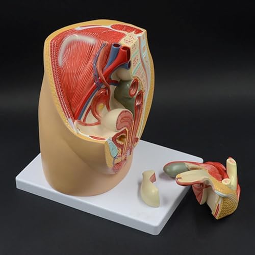 1 Stück sagittale Beckenanatomiemodell for Erwachsene, weibliches Becken – Modell des anatomischen Fortpflanzungssystems, abnehmbare 3 Teile for Bildungszwecke von JigyHa
