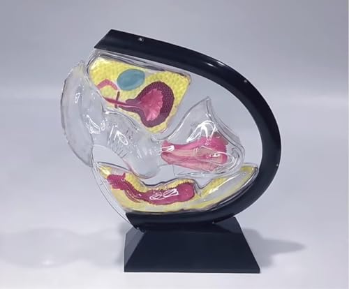 1 Stück transparentes Gebärmutter-Anatomiemodell – PVC-Lehrmittel for das weibliche Fortpflanzungssystem for das Training von Anwendungen im Gesundheitswesen 1 Stück transparentes Gebärmutter-Anatomiemodell – PVC-Lehrmittel for das weibliche Fortpflanzungssystem for das Training von Anwendungen im Gesundheitswesen von JigyHa